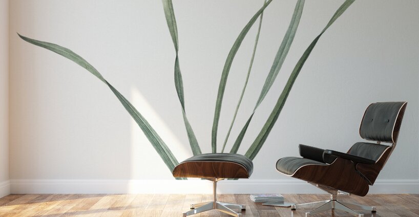 Gladiolus lineatus illustration  Wall Murals