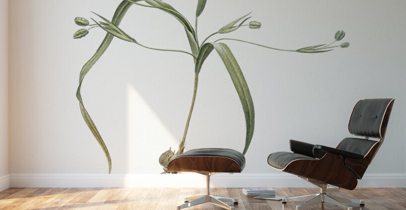 Moraea sordescens illustration  Wall Murals