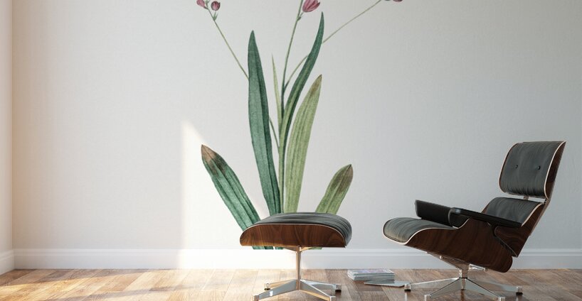 Ixia scillaris illustration  Wall Murals