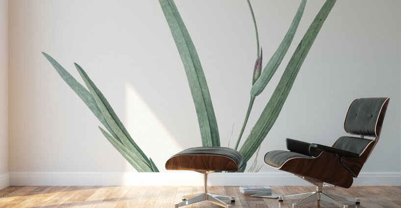 Gladiolus cardinalis illustration  Wall Murals