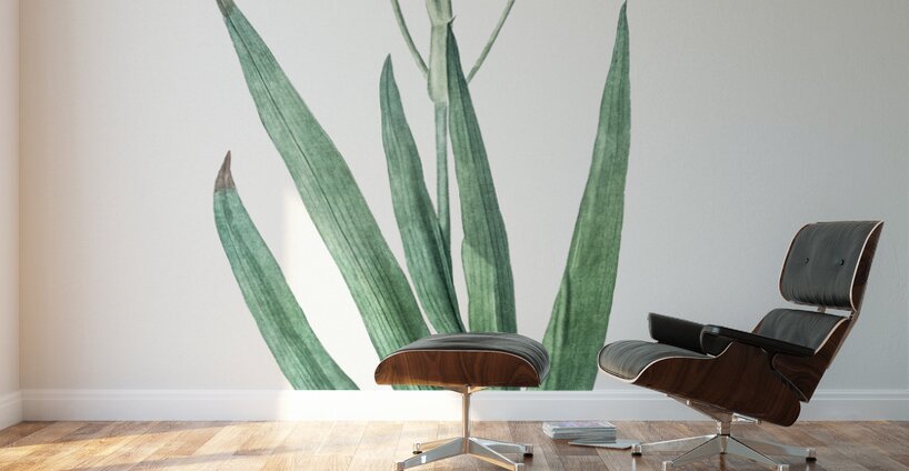 Blackberry Lily illustration  Wall Murals