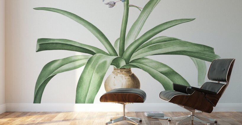 Portuguese squill illustration  Wall Murals