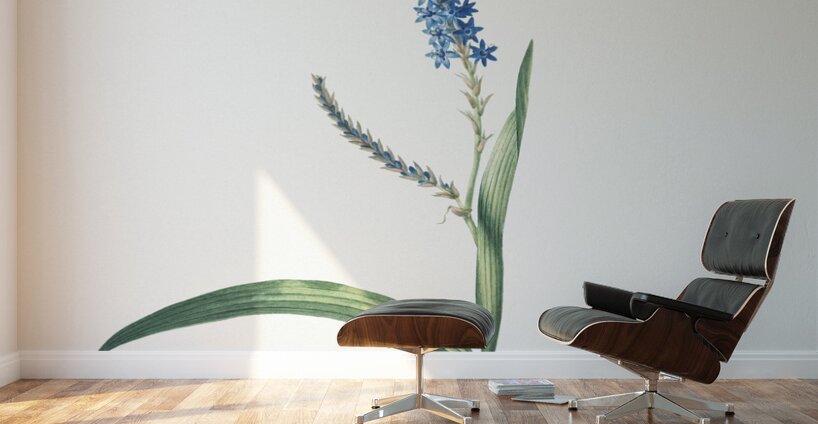 Ixia plantaginea illustration  Wall Murals