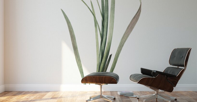 Ixia tricolor illustration  Wall Murals