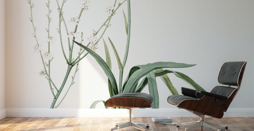 Phalangium elatum illustration  Wall Murals