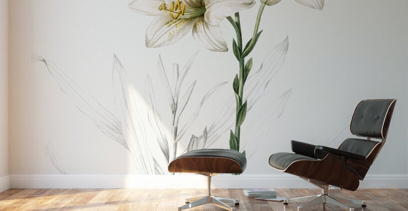 Madonna lily illustration  Wall Murals