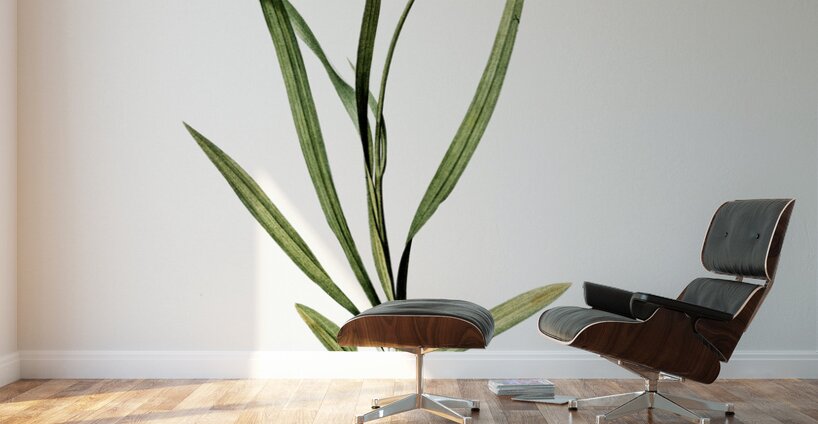 Ixia hyalina illustration  Wall Murals