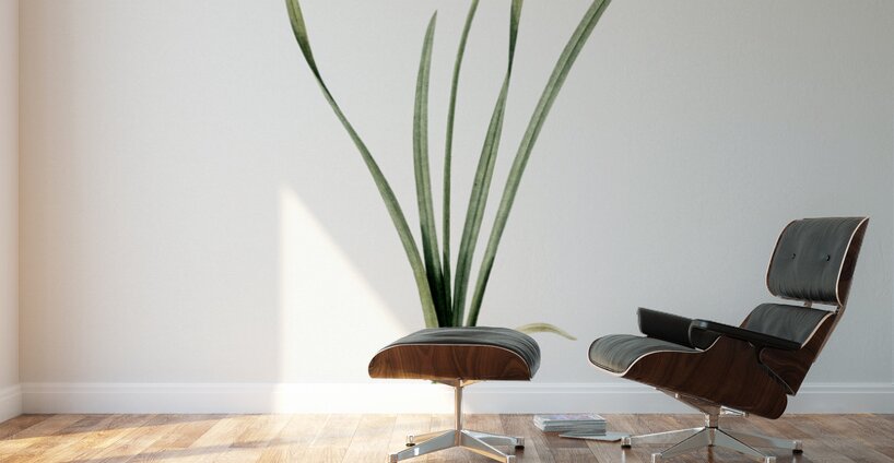 Narcissus calathinus illustration  Wall Murals