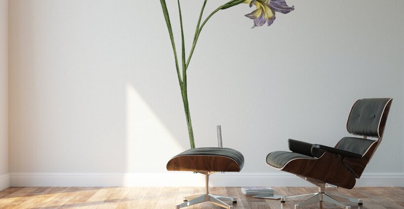 Gladiolus ringens illustration  Wall Murals