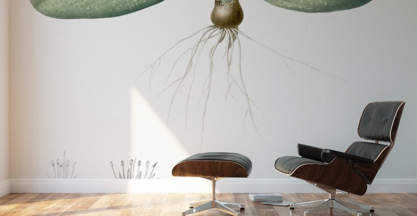 Massonia pustulata illustration  Wall Murals