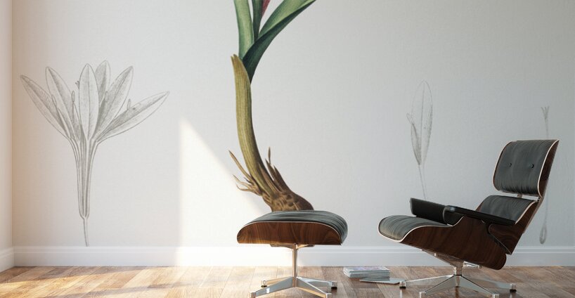 Spring meadow saffron illustration  Wall Murals