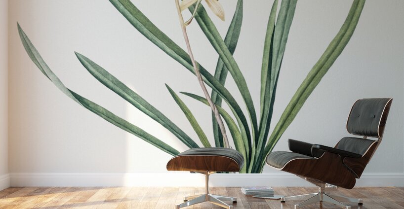 Epidendrum sinense illustration  Wall Murals