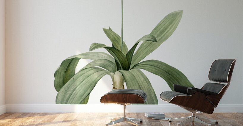 Scilla Lilio hyacinthus illustration  Wall Murals