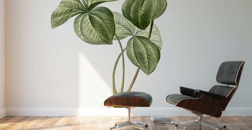 Trillium rhomboideum illustration  Wall Murals