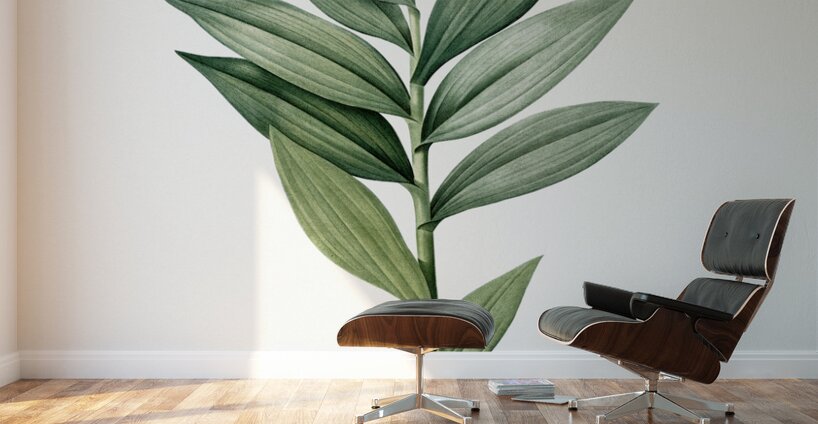 Smilacina stellata illustration  Wall Murals