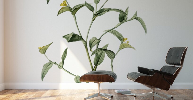 Commelina africana illustration  Wall Murals