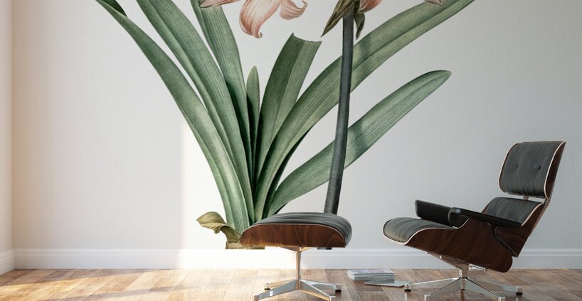 Amaryllis Belladonna illustration  Wall Murals