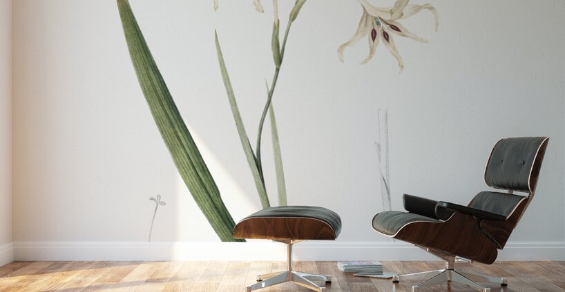 Gladiolus cuspidatus illustration  Wall Murals