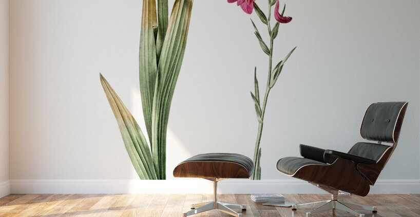 Eastern gladiolus illustration  Wall Murals