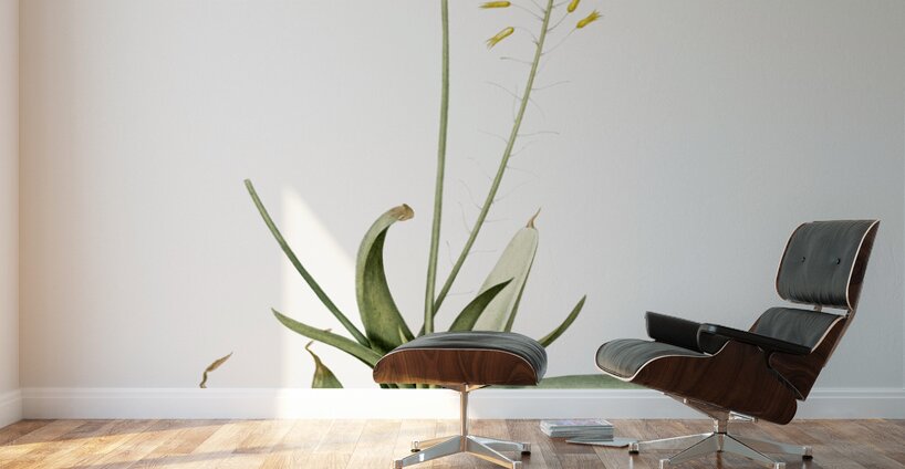 Bulbine illustration  Wall Murals