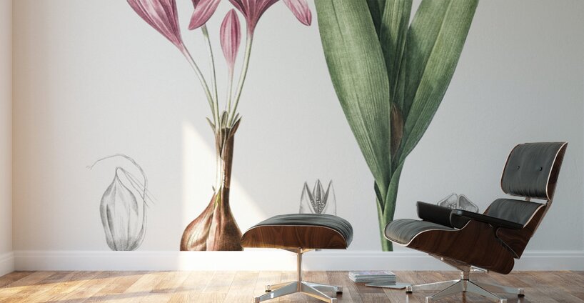 Autumn crocus illustration  Wall Murals