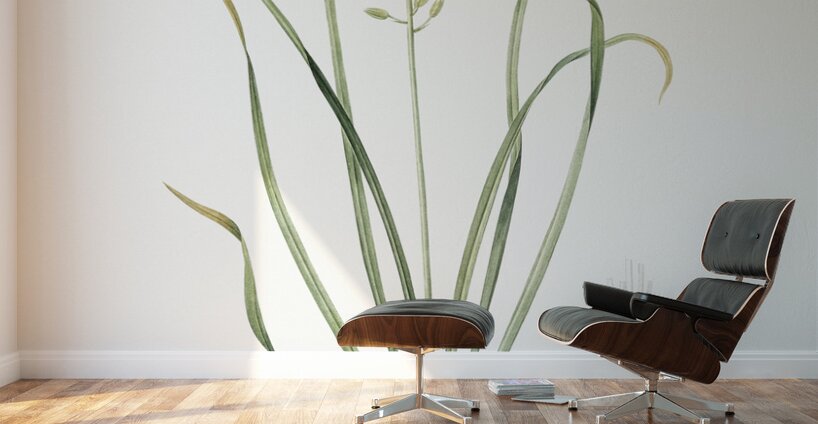 Wild asparagus illustration  Wall Murals