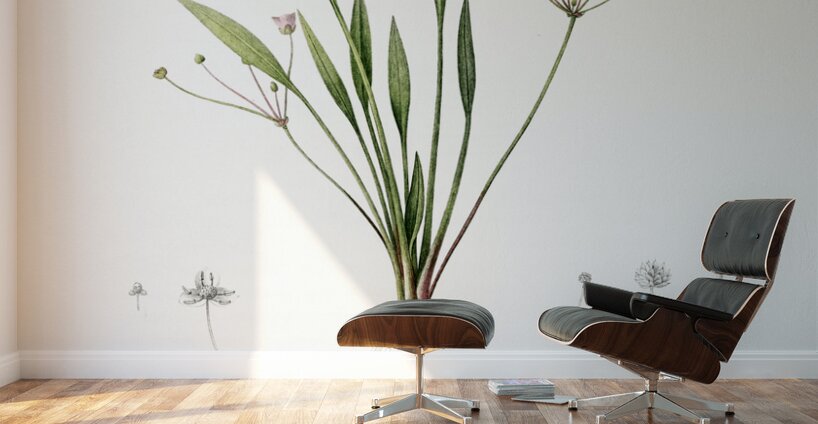 Lesser water-plantain illustration  Wall Murals