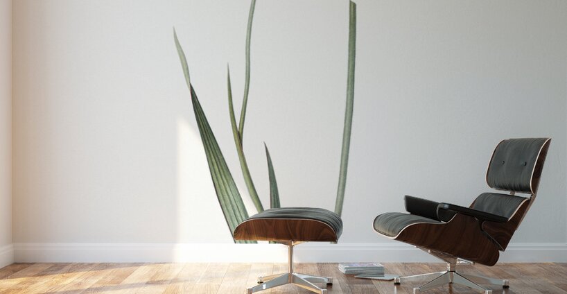 Sword lily illustration  Wall Murals