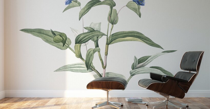 Blue spiderwort illustration  Wall Murals