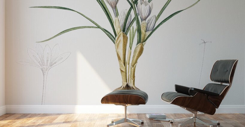 Silvery crocus illustration  Wall Murals