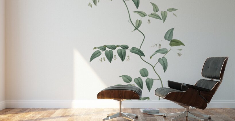 Bridal creeper illustration  Wall Murals