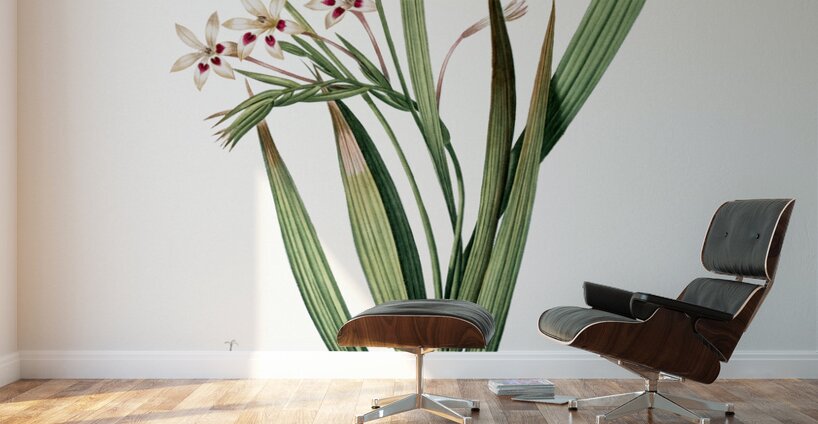 White baboon-root illustration  Wall Murals