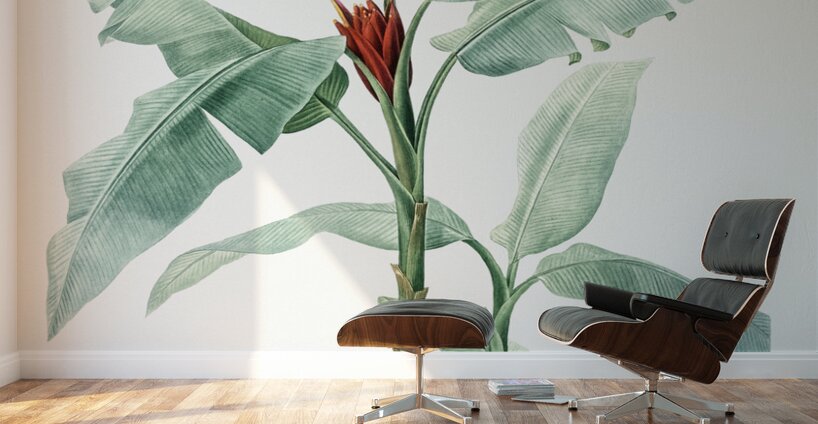 Scarlet banana illustration  Wall Murals