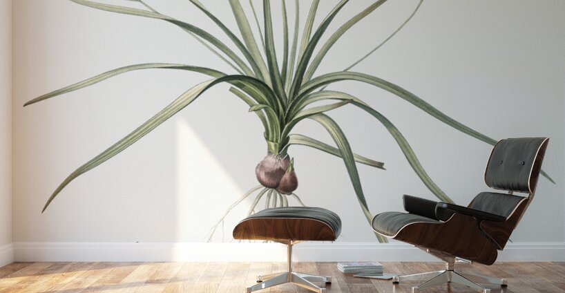 Common goldstar illustration  Wall Murals