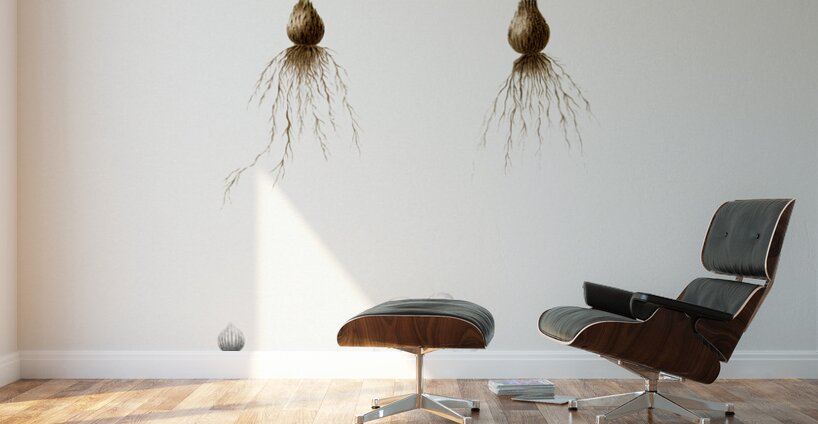 Cape tulip illustration  Wall Murals