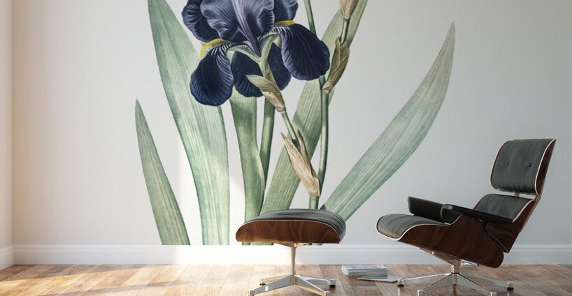 German iris illustration  Wall Murals