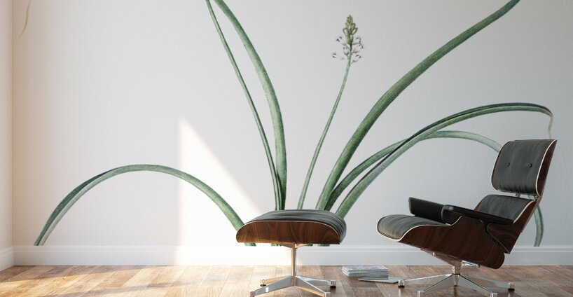 Roman hyacinth illustration  Wall Murals