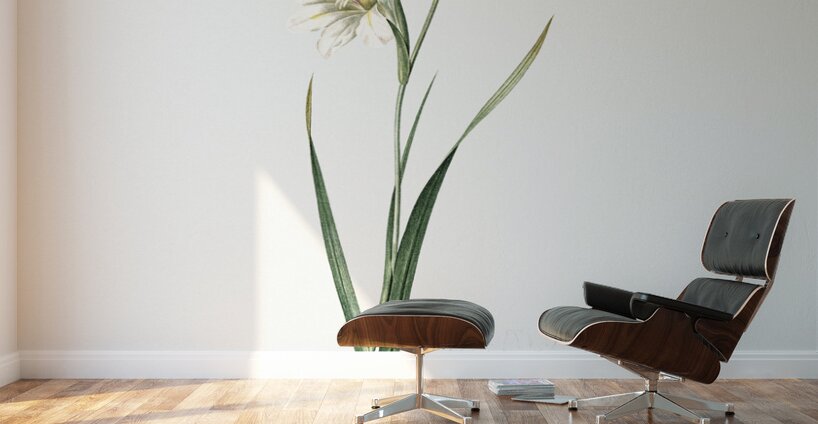 Painted lady illustration  Wall Murals