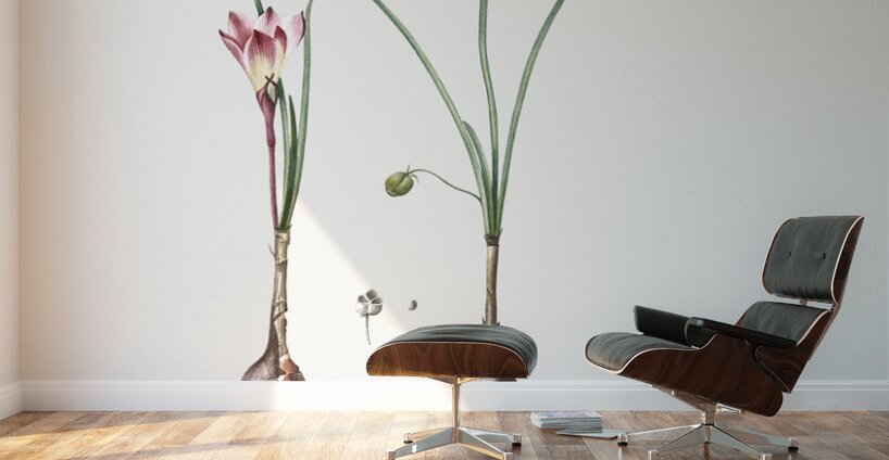 Atamasco lily illustration  Wall Murals