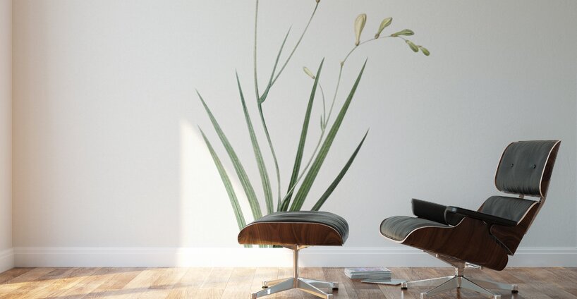 Freesia illustration  Wall Murals