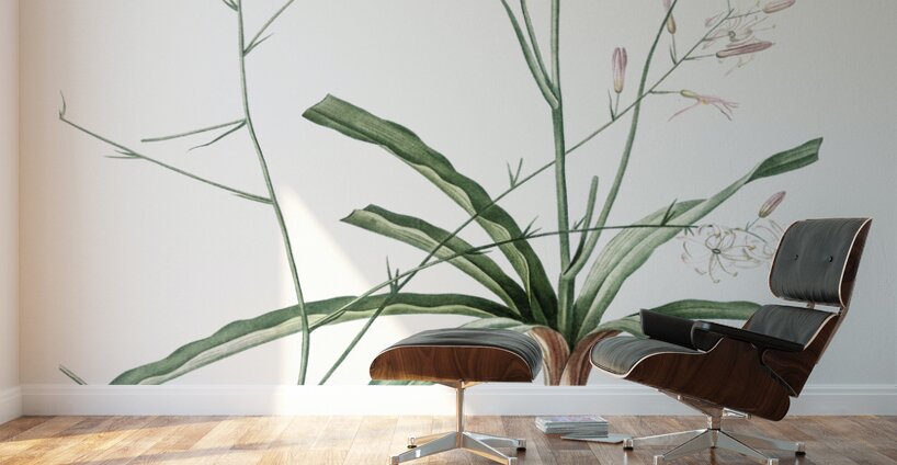Wavy-leafed soap plant illustration  Wall Murals
