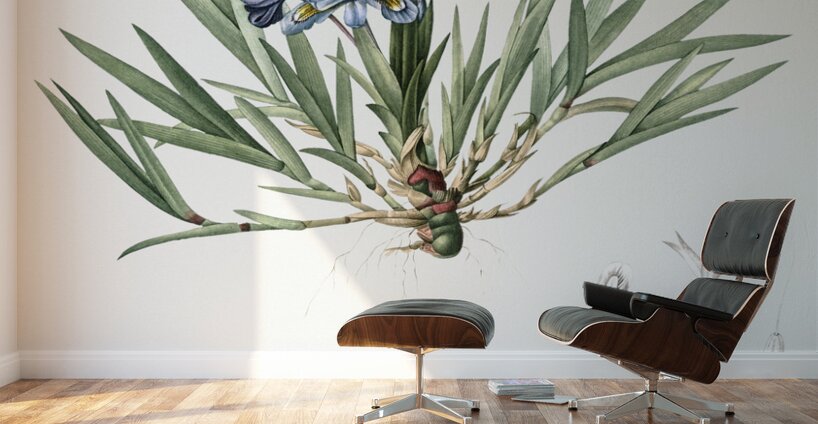 Dwarf crested iris illustration  Wall Murals