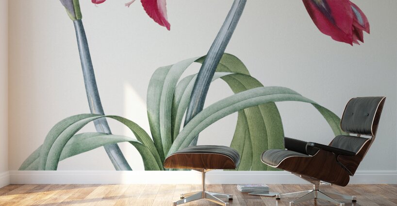 Brazilian amaryllis illustration  Wall Murals