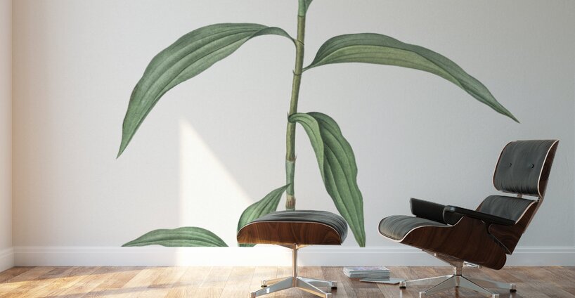 Dayflower illustration  Wall Murals