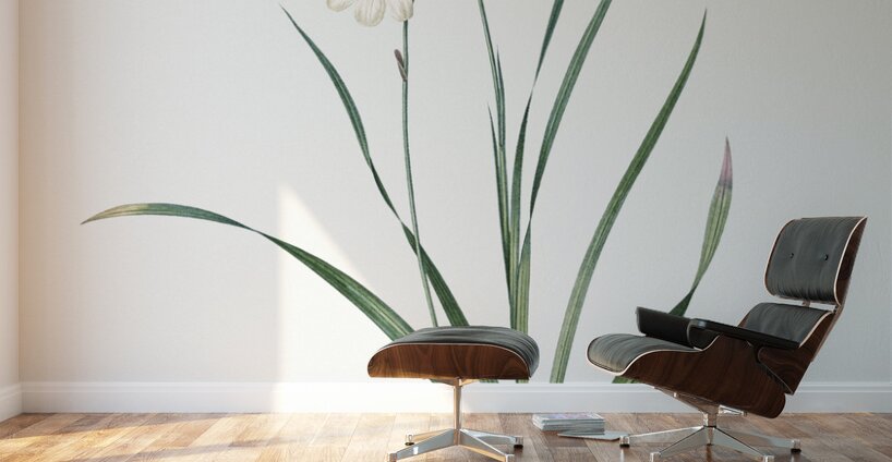 Gladiolus lineatus illustration  Wall Murals