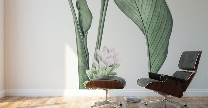 Turmeric illustration  Wall Murals