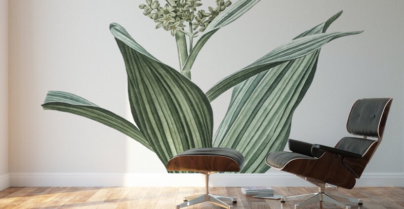 False helleborine illustration  Wall Murals