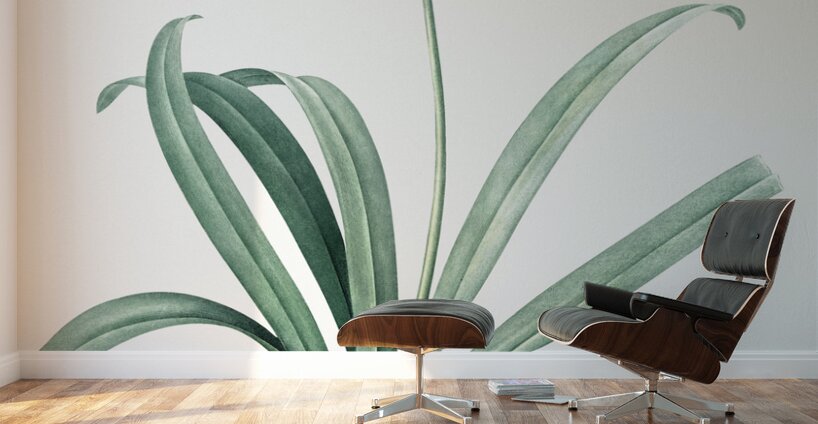 Netted-veined amaryllis illustration  Wall Murals