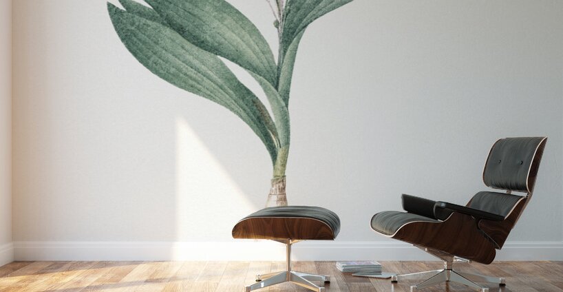 Pygmy hyacinth illustration  Wall Murals