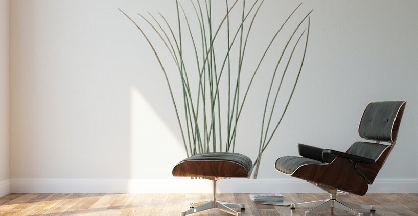 Aphyllanthes monspeliensis illustration  Wall Murals